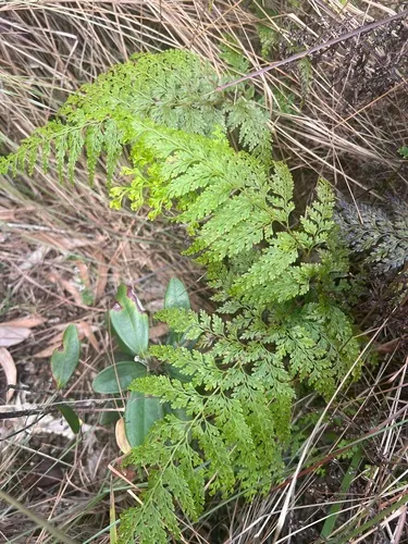 Chinese Creepingfern — photo by Susan Fawcett