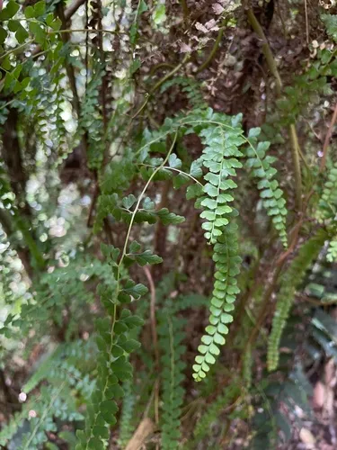 Border Creepingfern — photo by Steve Maldonado Silvestrini