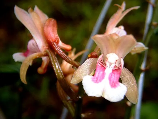 Monk Orchid — photo by Americo Docha Neto