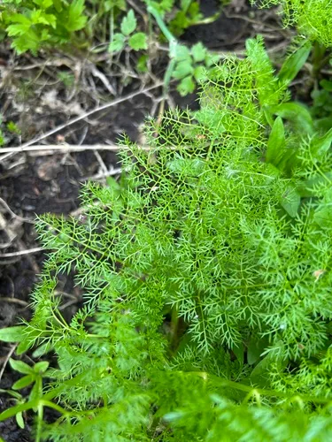 Fineleaf Waterdropwort