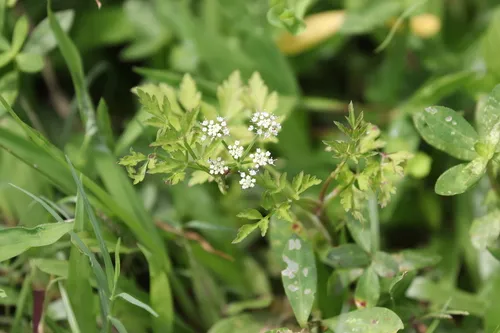 Java Waterdropwort