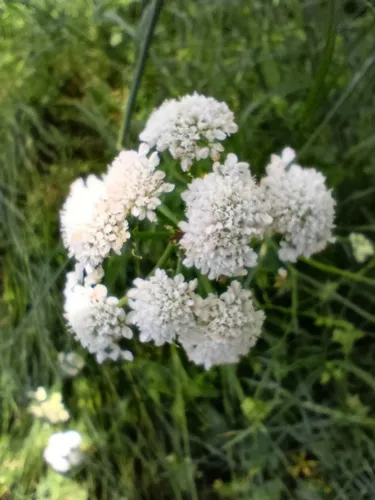 Corkyfruit Waterdropwort — photo by Eymen Akman