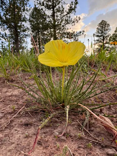 Flaming Gorge Evening Primrose — photo by Kenzie Anderson-Bell