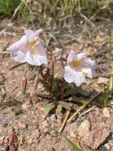 Whitest Evening Primrose — photo by Blooming