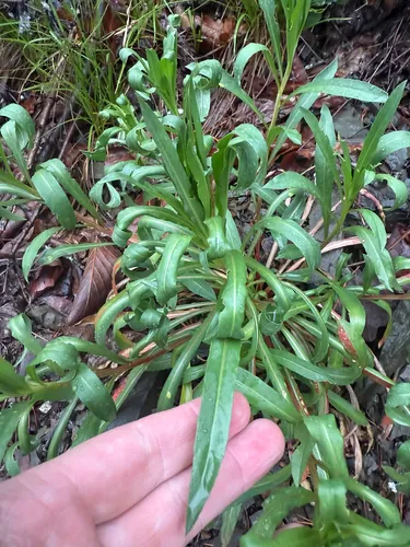 Shale Barren Evening Primrose — photo by photolith