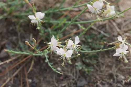 Trans-Pecos Beeblossom — photo by tyarborough
