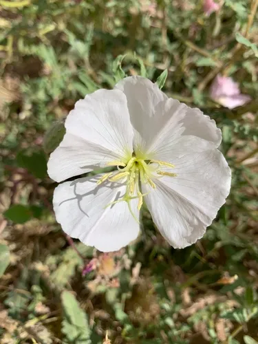 California Evening Primrose