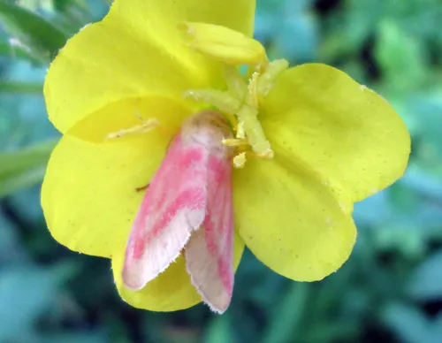 Common Evening Primrose — photo by joannerusso