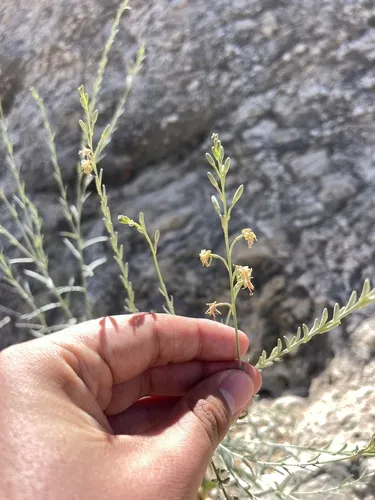 Rio Grande Beeblossom — photo by Brandon Corder