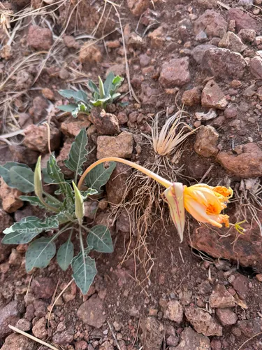 Shortfruit Evening Primrose — photo by Zach Vanderbosch