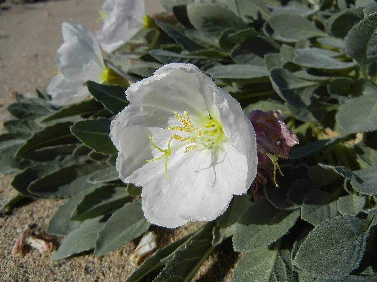 Eureka Dunes Evening Primrose (subsp. eurekensis) — photo by Pacific Southwest Region