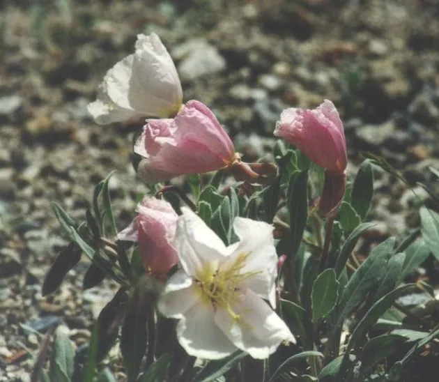California Evening Primrose