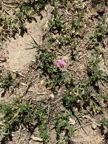 Spotted Evening Primrose — photo by reyesjos024