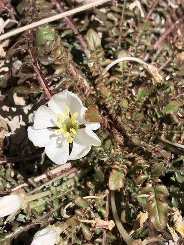 Cavedwelling Evening Primrose