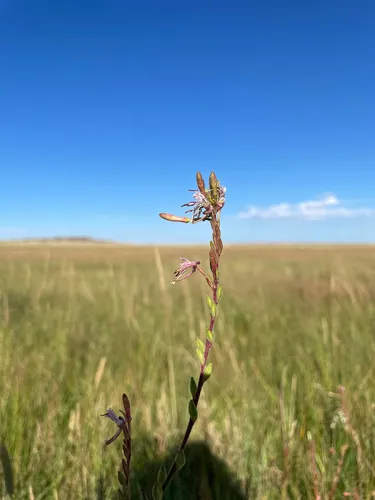 Colorado Beeblossom — photo by Stephen Hornbeck