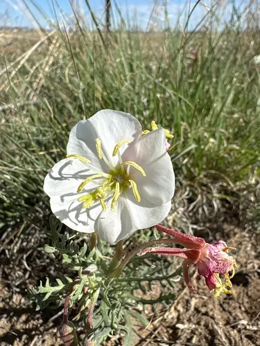 Crownleaf Evening Primrose — photo by SLKENNEDY