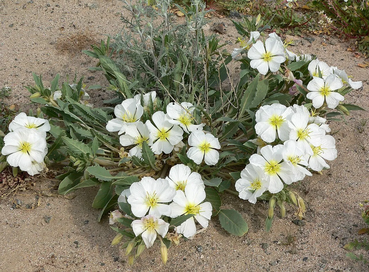 Birdcage Evening Primrose (subsp. deltoides) — photo by Stan Shebs
