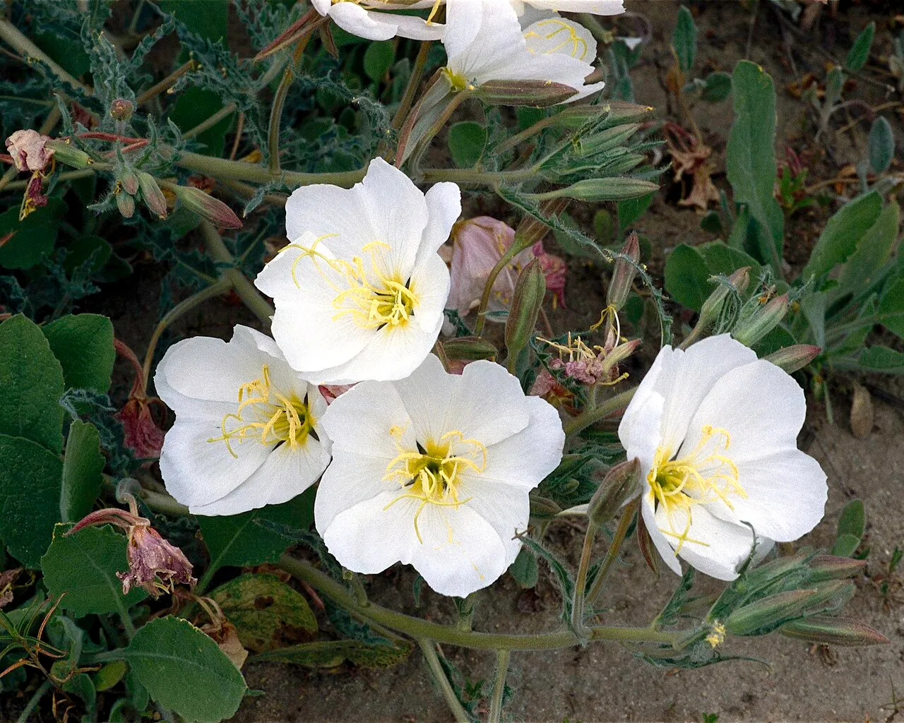 Antioch Dunes Evening Primrose (subsp. howellii) — photo by Ivette Loredo, U.S. Fish and Wildlife Service
