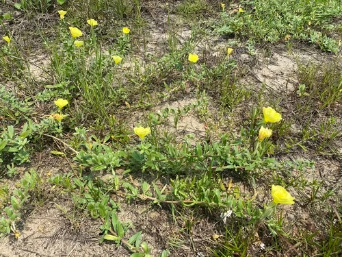 Beach Evening Primrose