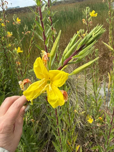 Hooker's Evening Primrose — photo by abriscoe