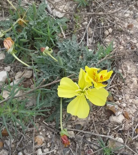 Royal Evening Primrose — photo by Eric Keith