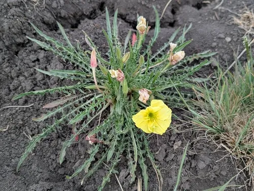 Yellow Evening Primrose (subsp. taraxacoides) — photo by Logan Crees