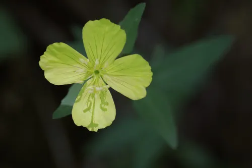 Narrowleaf Evening Primrose (subsp. fruticosa) — photo by Patrick Coin