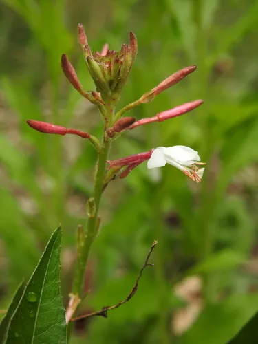 Biennial Beeblossom