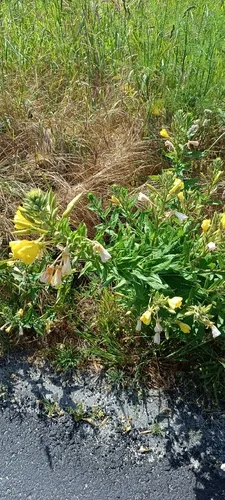Redsepal Evening Primrose — photo by liliana_duarte