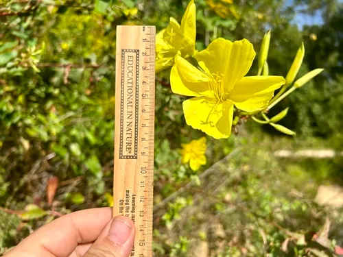 Largeflower Evening Primrose — photo by jimmystiles
