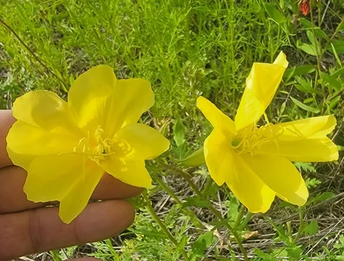 Showy Evening Primrose — photo by plutony