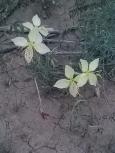 Havard's Evening Primrose — photo by xxx_black-lupine333_xxx