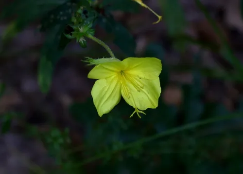 Variableleaf Evening Primrose — photo by Jim Walker