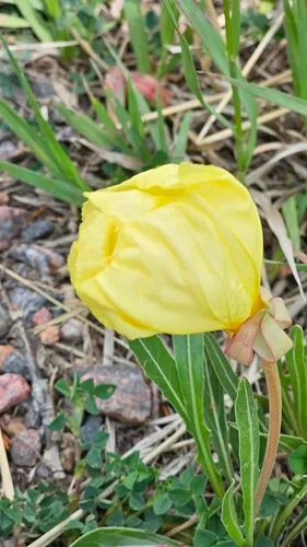 Howard's Evening Primrose — photo by Bryon Paul Veal Noah