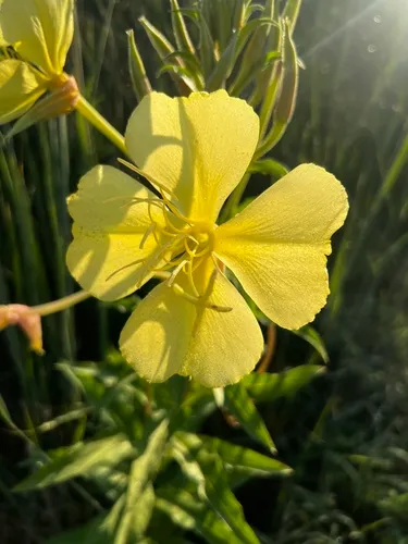 Trumpet Evening Primrose — photo by igogo