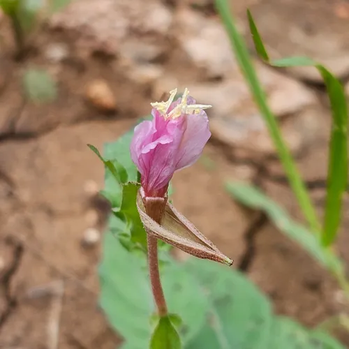 Kunth's Evening Primrose — photo by Robert Doyal