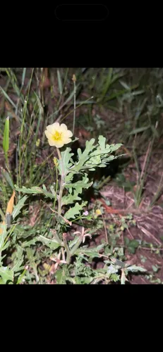 Cutleaf Evening Primrose — photo by Gian🪲