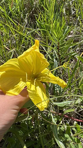 Bigfruit Evening Primrose
