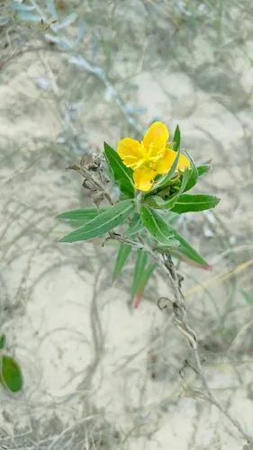Argentine Evening Primrose — photo by Leonardo Martín Crudo