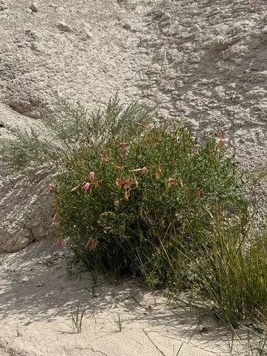 Nuttall's Evening Primrose — photo by Austin Saunders