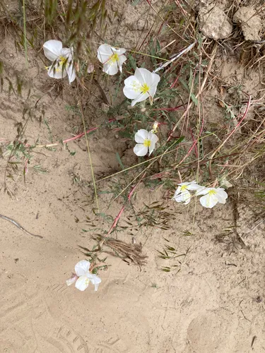 Pale Evening Primrose — photo by jadeleafstone
