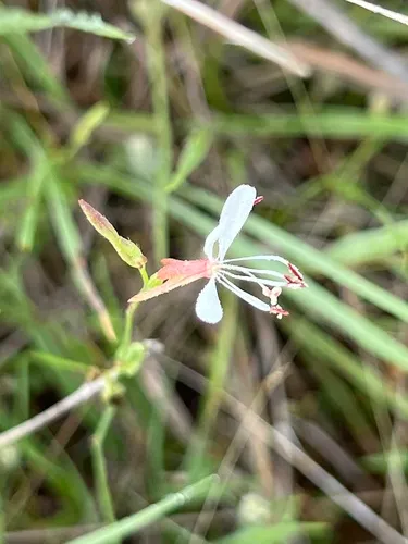Plains Beeblossom — photo by Katy M.