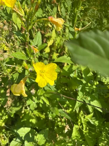 Meadow Evening Primrose — photo by Destiny Peterson