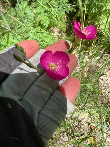 Fort Huachuca Evening Primrose — photo by aveophile