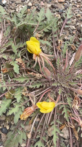 Desert Evening Primrose (subsp. primiveris) — photo by Forest