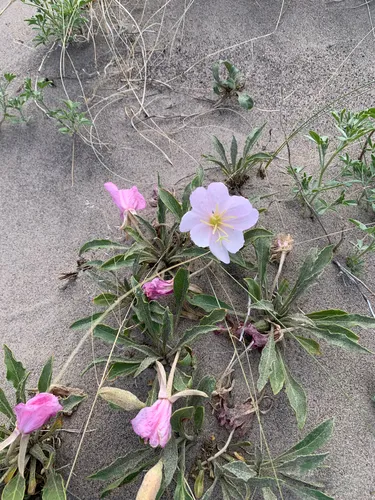 St. Anthony Dunes Evening Primrose — photo by sammo_west