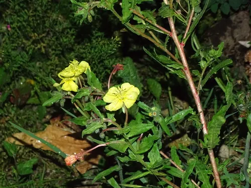 South American Evening Primrose — photo by Anayeli GE