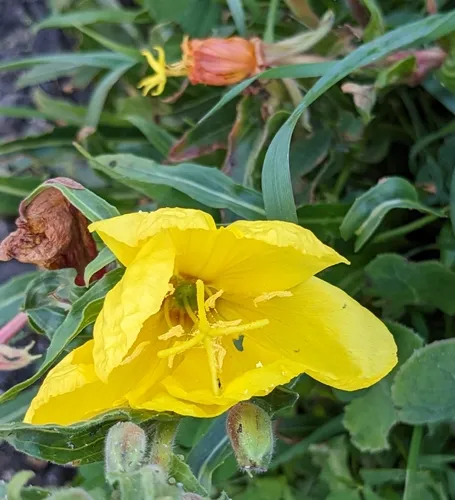 Chilean Evening Primrose — photo by andreadennett
