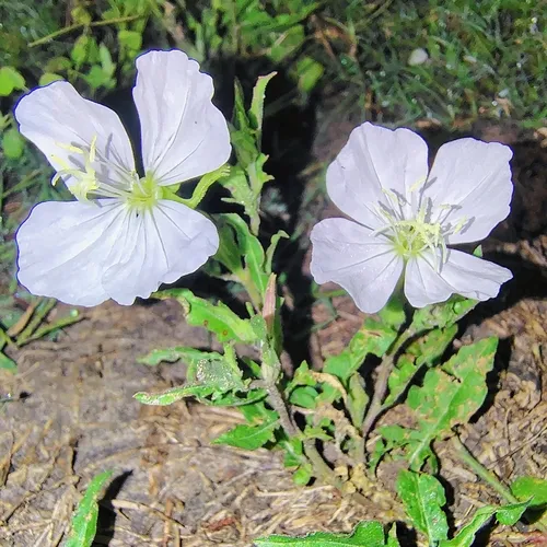 Fourwing Evening Primrose — photo by Lucky