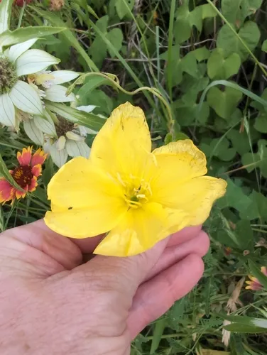 Stemless Evening Primrose — photo by Daryl Spencer